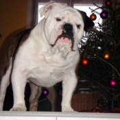 Photo de Bulldog