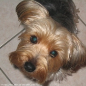 Photo de Yorkshire terrier