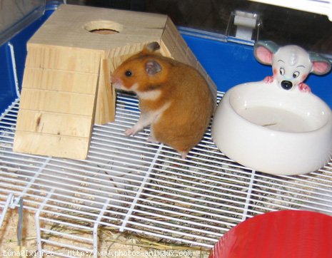 Photo de Hamster