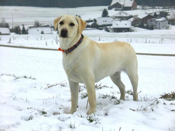 Photo de Labrador retriever