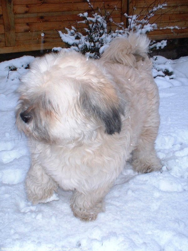 Photo de Lhassa apso