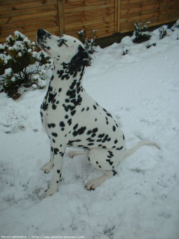 Photo de Dalmatien