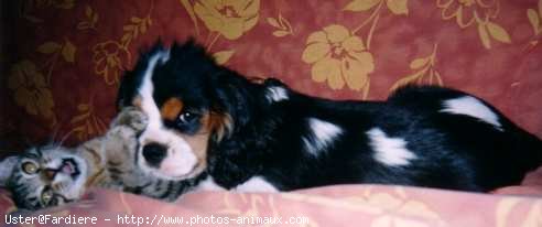 Photo de Cavalier king charles spaniel