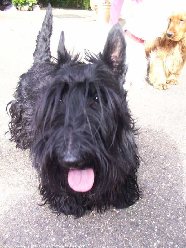 Photo de Scottish terrier