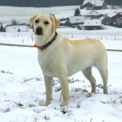 Photo de Labrador retriever