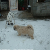 Photo de Races diffrentes