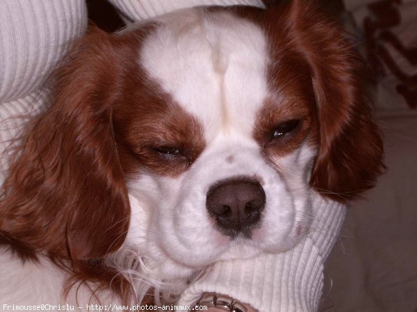 Photo de Cavalier king charles spaniel