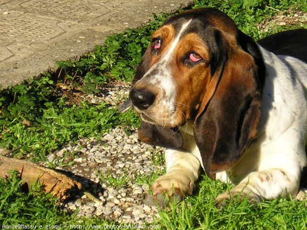 Photo de Basset hound