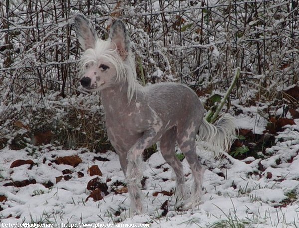 Photo de Chien chinois nu  crte