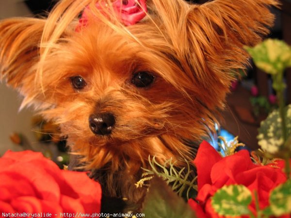 Photo de Yorkshire terrier