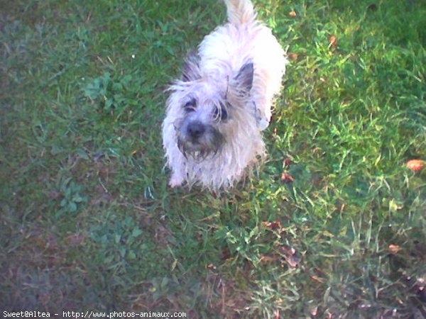 Photo de Cairn terrier