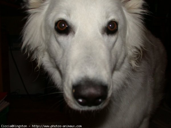 Photo de Berger blanc suisse