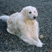 Photo de Golden retriever