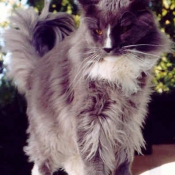 Photo de Maine coon