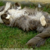 Photo de Maine coon