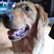 Photo de Golden retriever