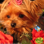 Photo de Yorkshire terrier