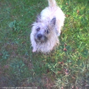 Photo de Cairn terrier