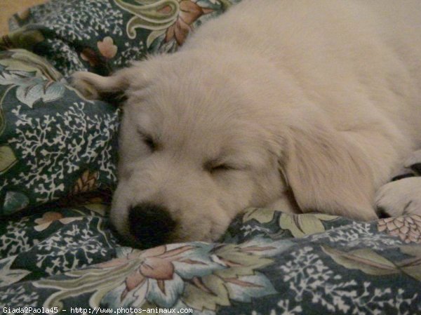 Photo de Golden retriever