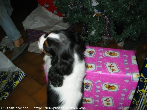 Photo de Cavalier king charles spaniel