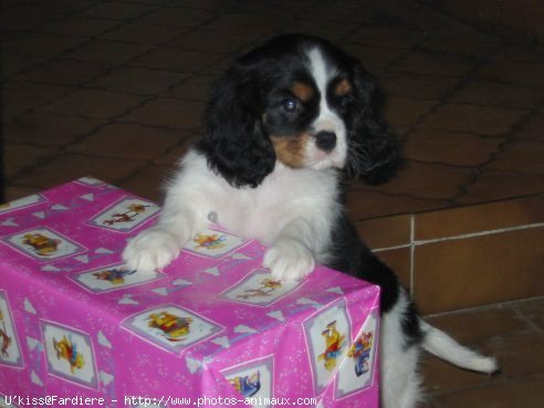 Photo de Cavalier king charles spaniel