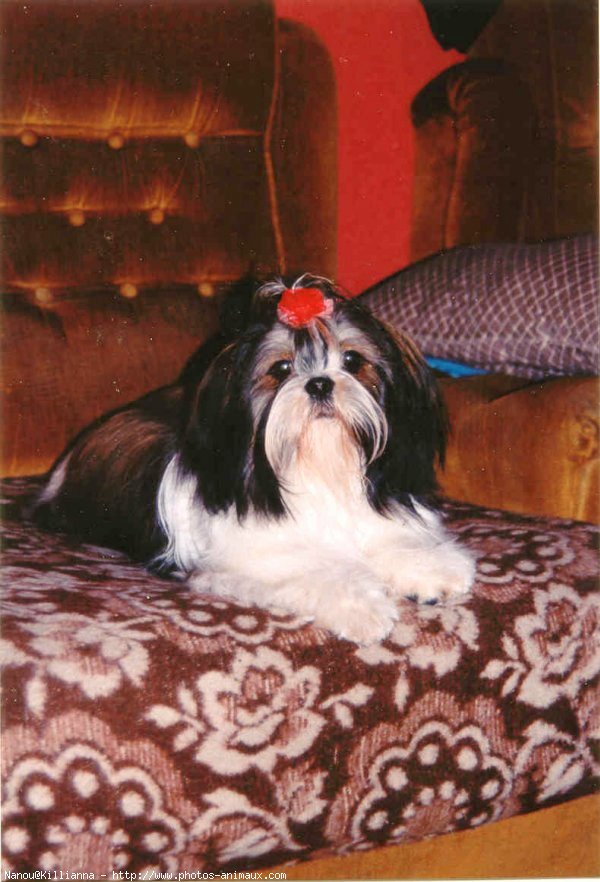 Photo de Shih tzu