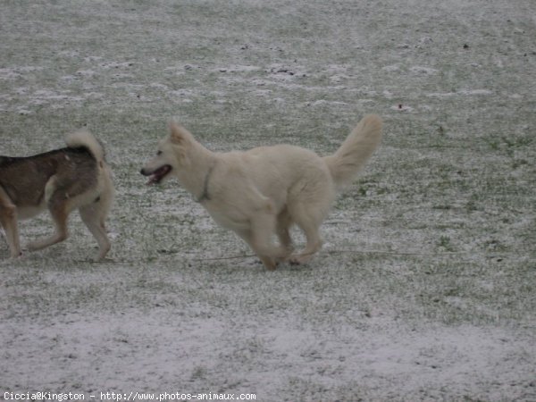 Photo de Berger blanc suisse