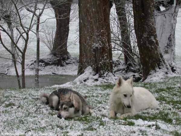 Photo de Husky siberien