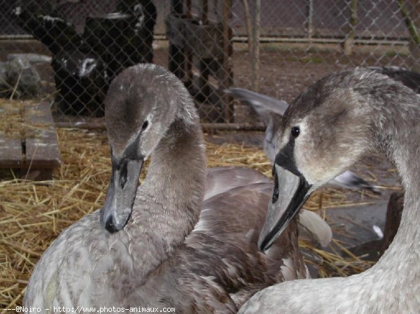 Photo de Cygne