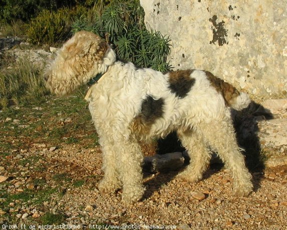 Photo de Fox terrier  poil dur