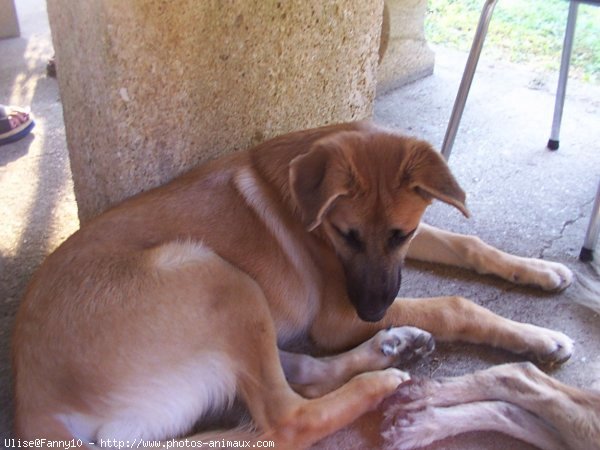 Photo de Berger belge malinois