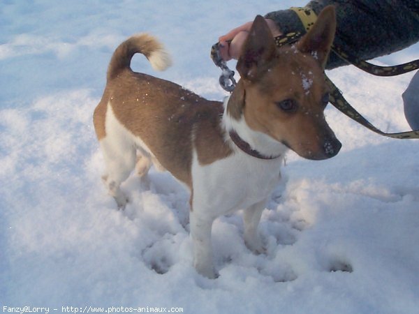 Photo de Jack russell terrier