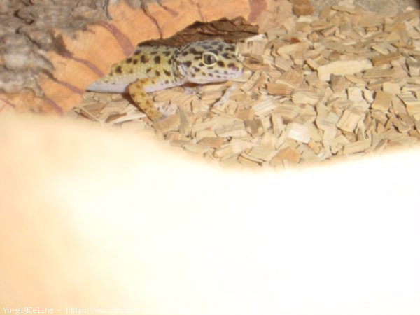 Photo de Gecko