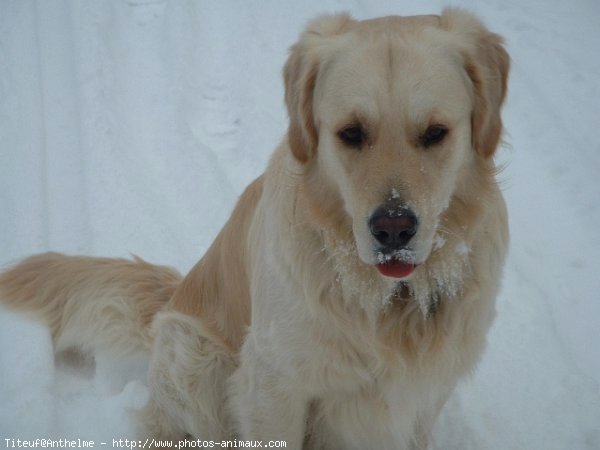 Photo de Golden retriever