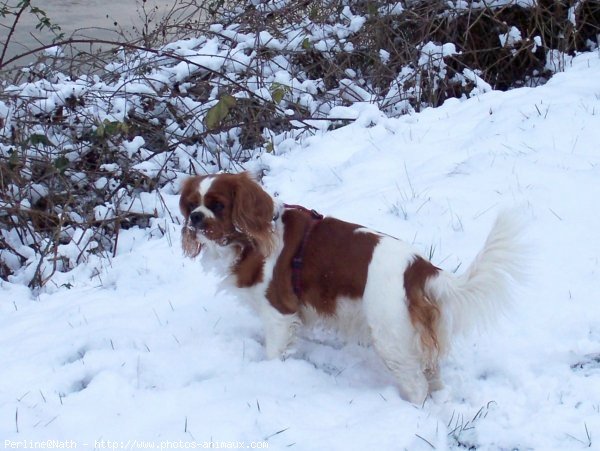 Photo de Cavalier king charles spaniel