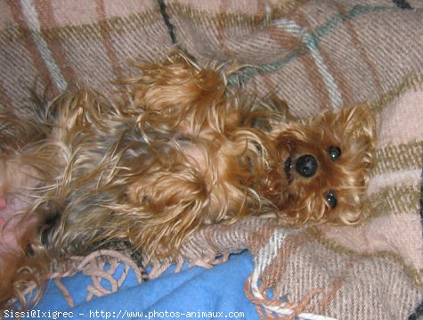 Photo de Yorkshire terrier