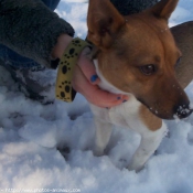 Photo de Jack russell terrier