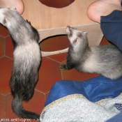 Photo de Furet