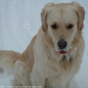 Photo de Golden retriever