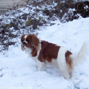 Photo de Cavalier king charles spaniel