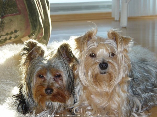 Photo de Yorkshire terrier