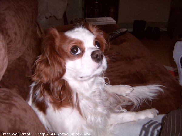 Photo de Cavalier king charles spaniel