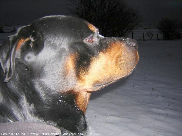 Photo de Rottweiler