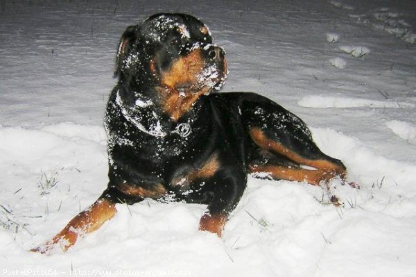 Photo de Rottweiler