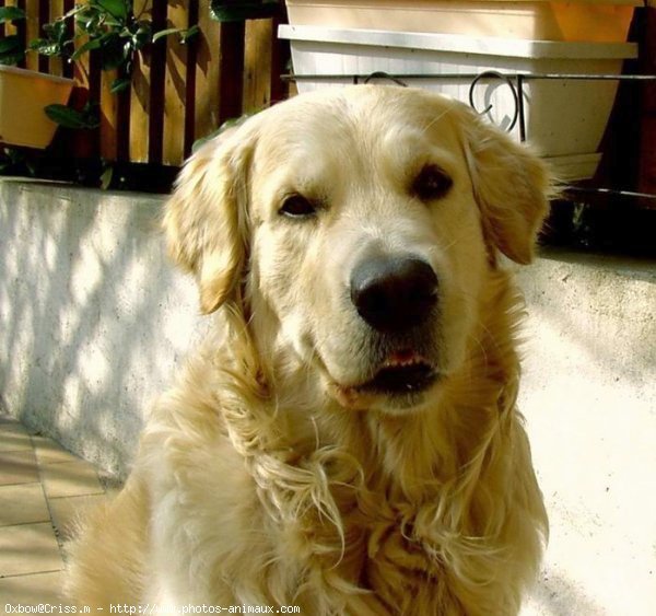 Photo de Golden retriever