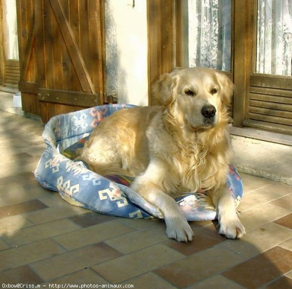 Photo de Golden retriever