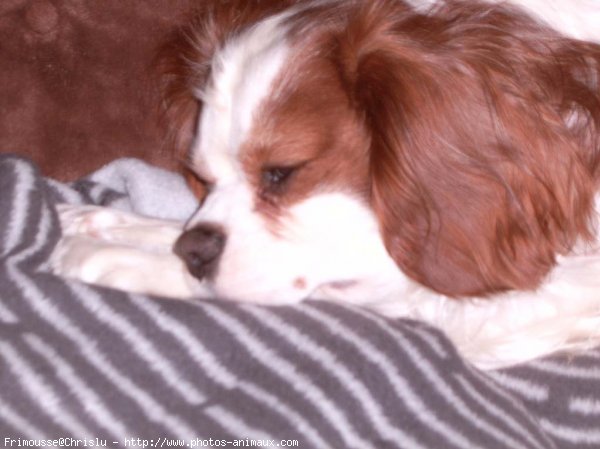 Photo de Cavalier king charles spaniel