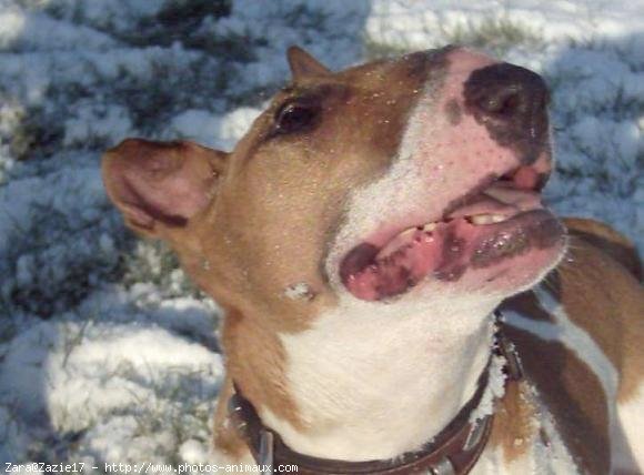 Photo de Bull terrier miniature