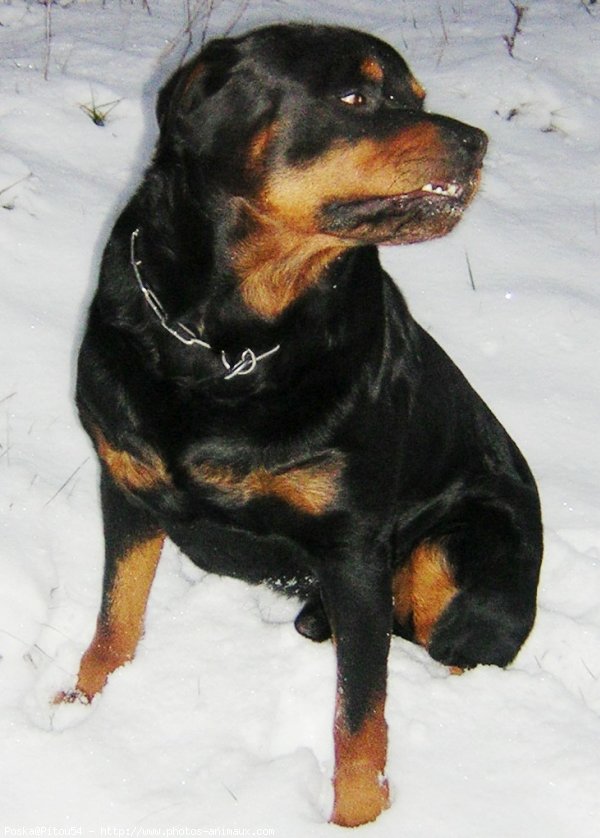 Photo de Rottweiler