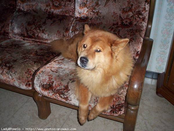 Photo de Chow chow